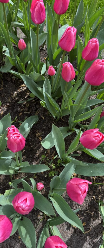 Tulpenfeld Amsterdam